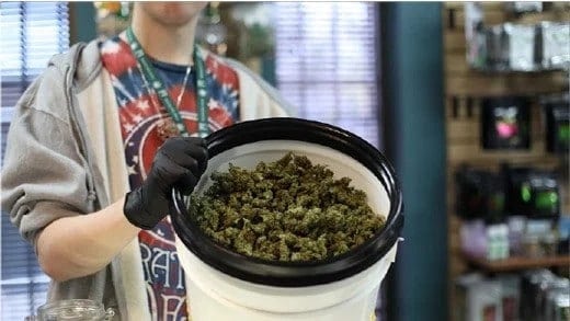 budtender in a dispensary holding cannabis