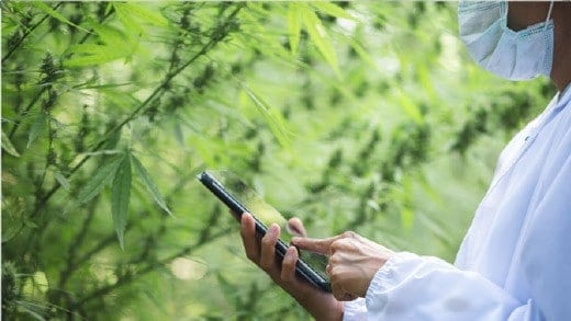 growing weed mobile access