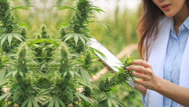 cannabis growing certification course
